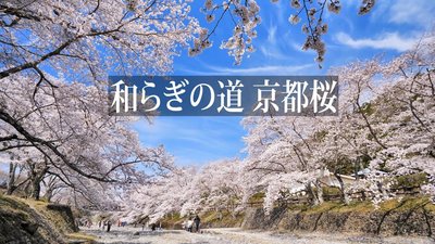 🌸 평화의 길 (야와라기노미치)・나나타니가와 벚나무 가로수길 이미지 2